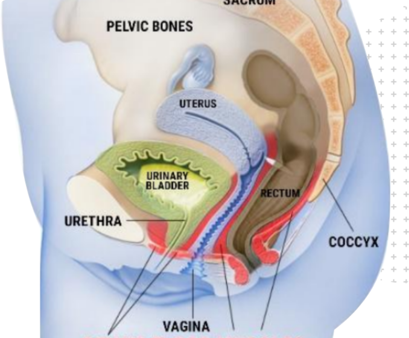 Kegel exercise basics for men