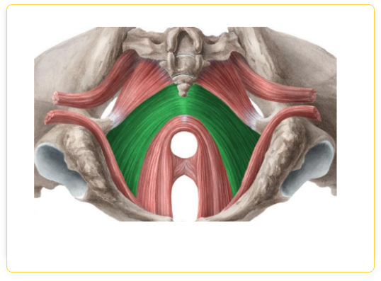 IC MUSCLES
